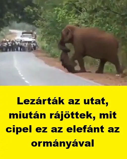 elefant14764188670425 n