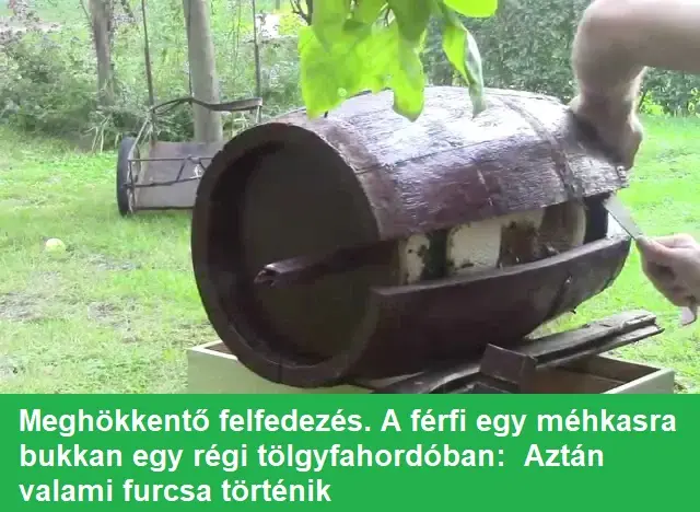mehkasahordoban342342432t
